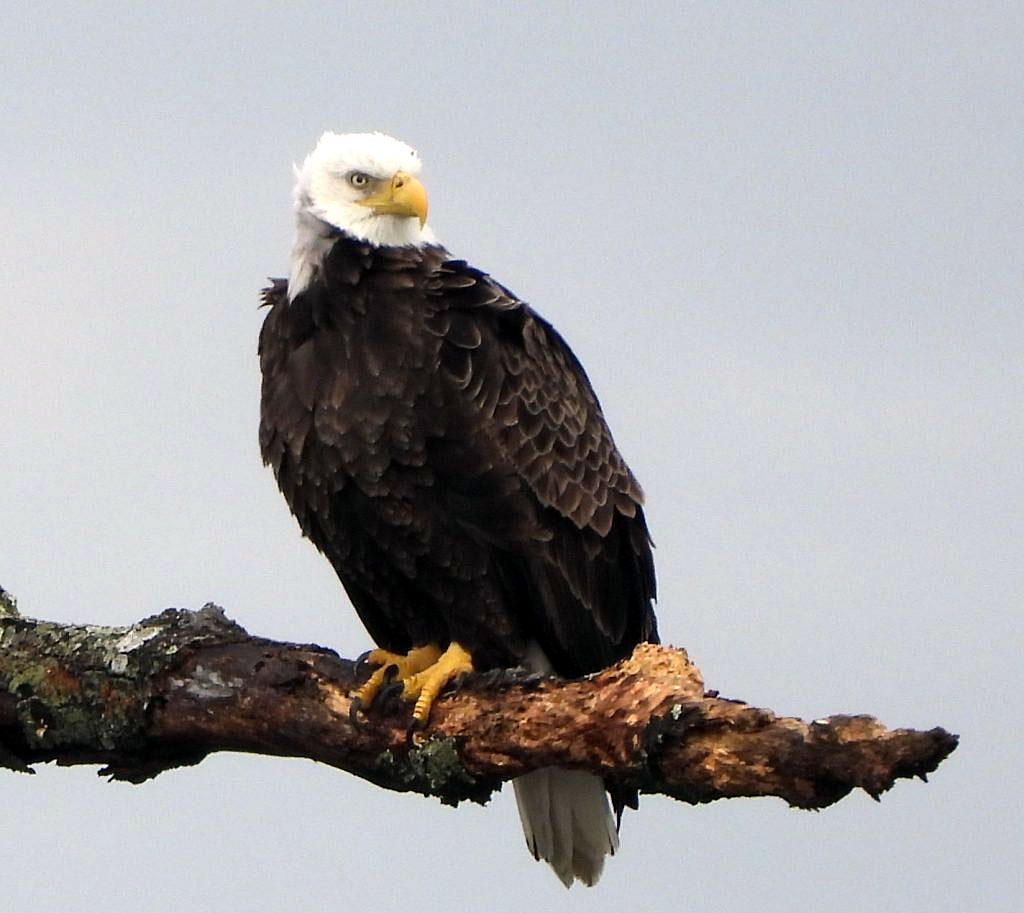 Winter Wildlife Eagle Cruises on the Connecticut River