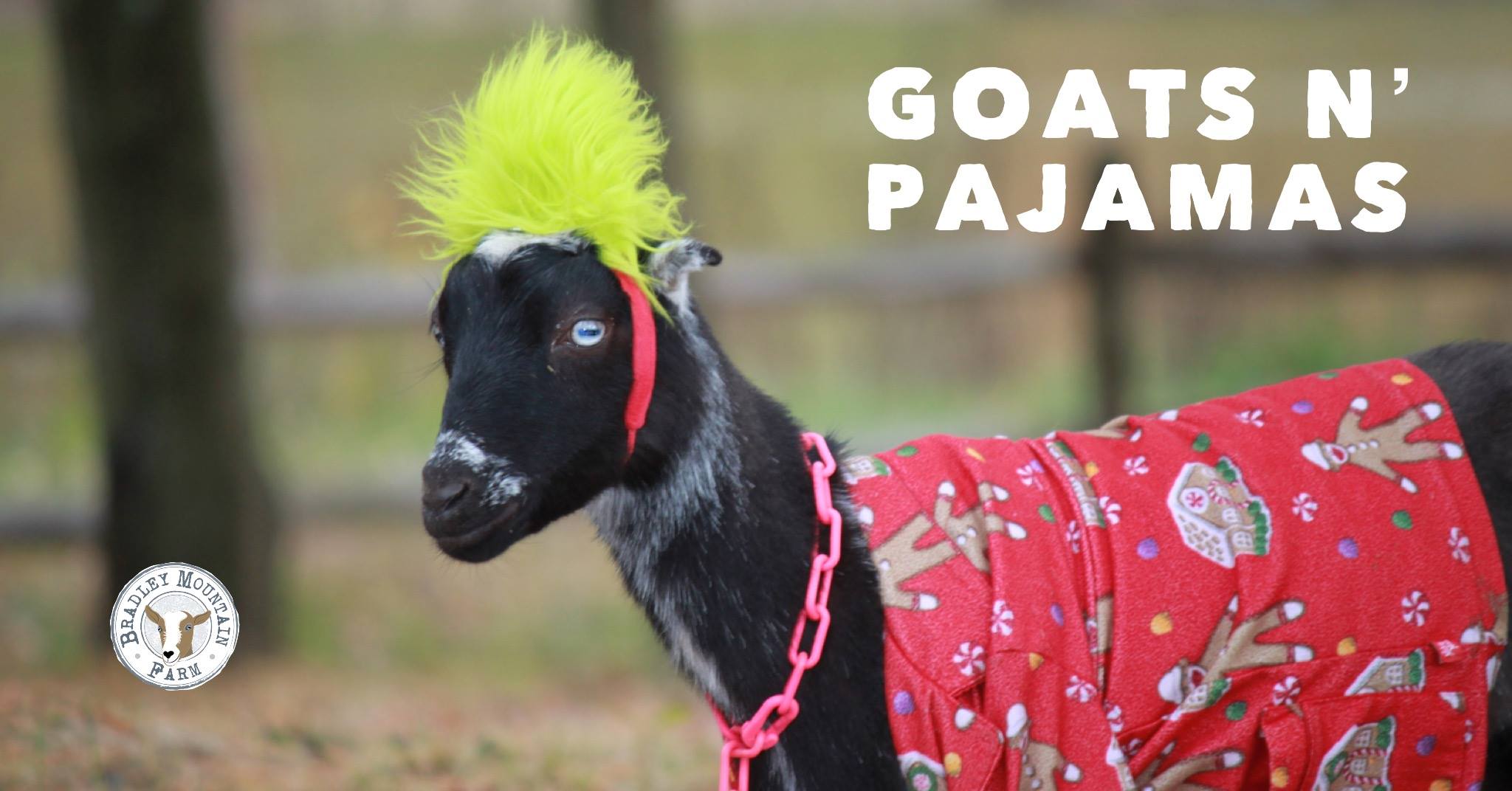 Goats N' Pajamas at Bradley Mountain Farm