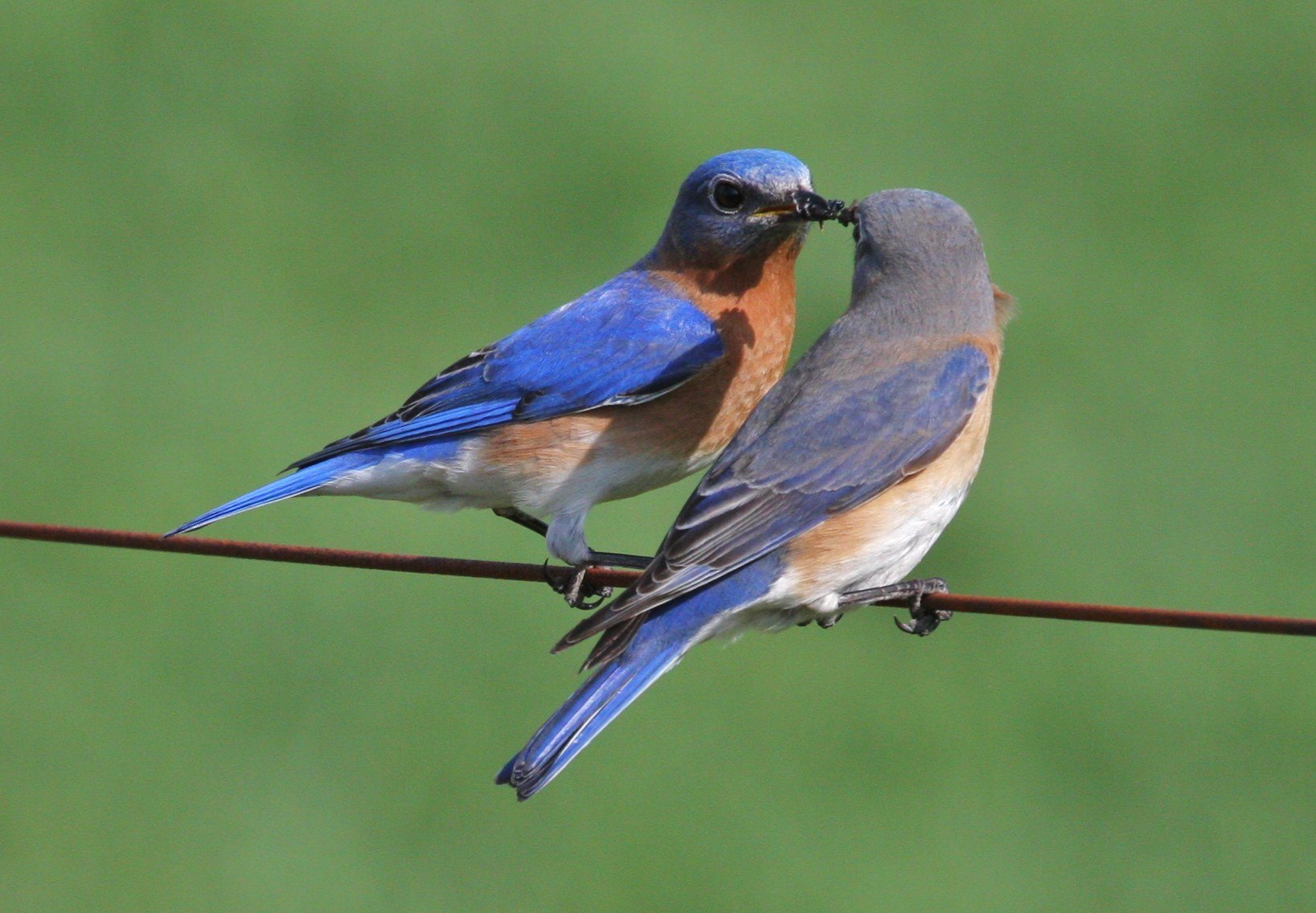 How to Attract Eastern Bluebirds at Denali Old Saybrook