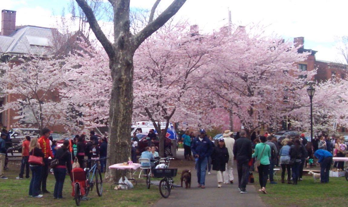 Annual Cherry Blossom Festival in New Haven