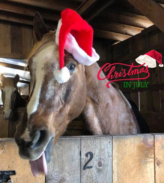 Christmas in July Trail of Lights Walk at Hay Burr Inn Equine Rescue