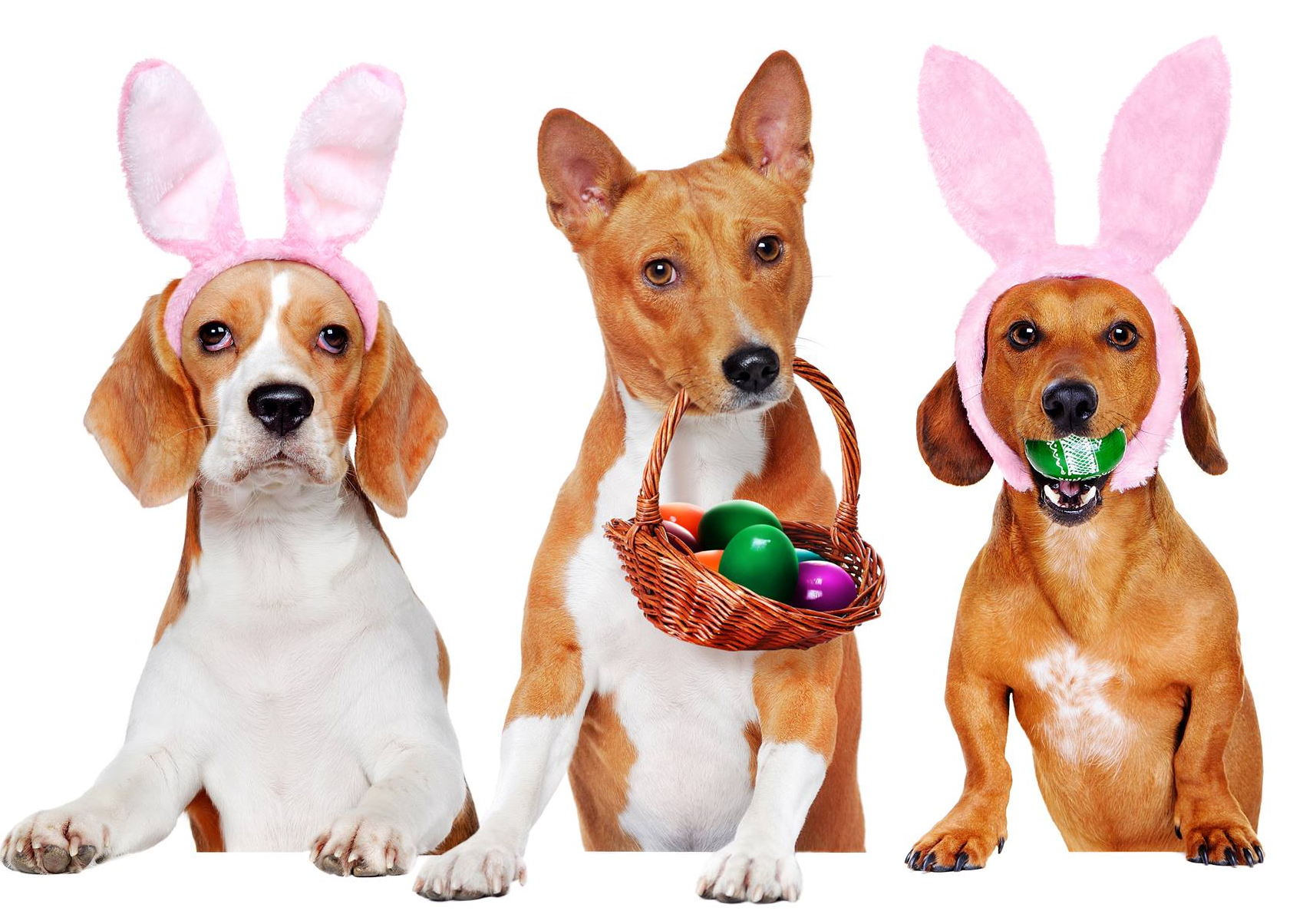 Pet Easter Bonnet Contest and Parade Olde Mistick Village