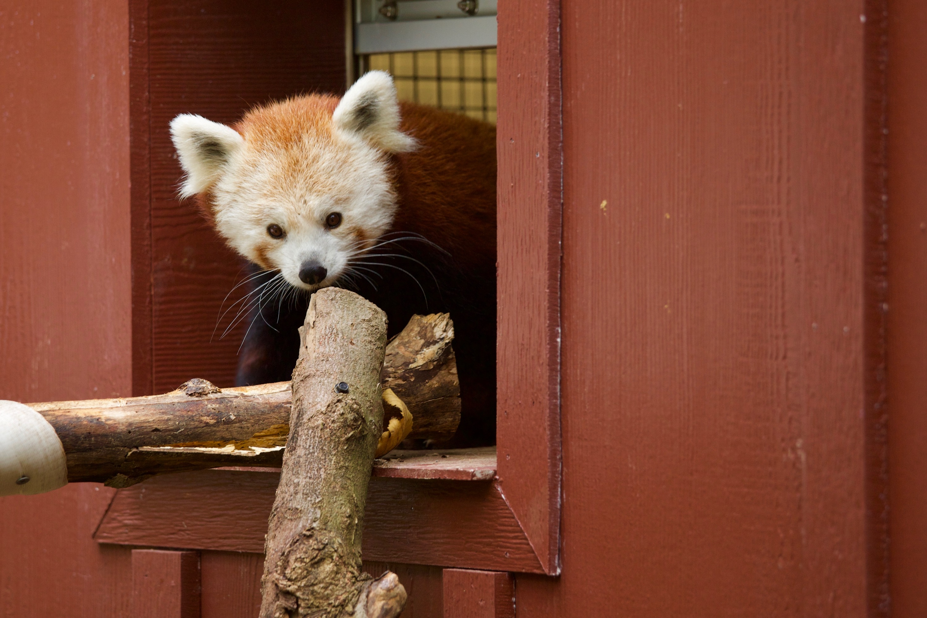 Red Panda at the Beardsley Zoo