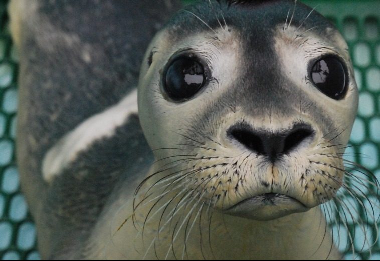 Seals on the Rocks at Mystic Aquarium