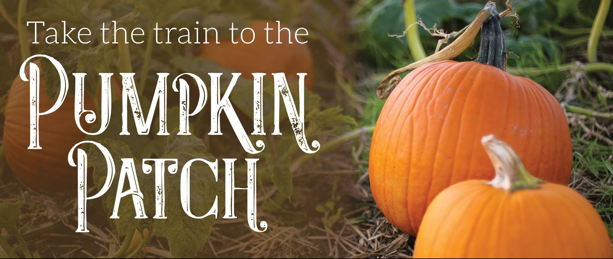 Take the Train to the Pumpkin Patch at the Essex Steam Train & Riverboat