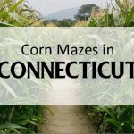 Connecticut Corn Maze Adventures