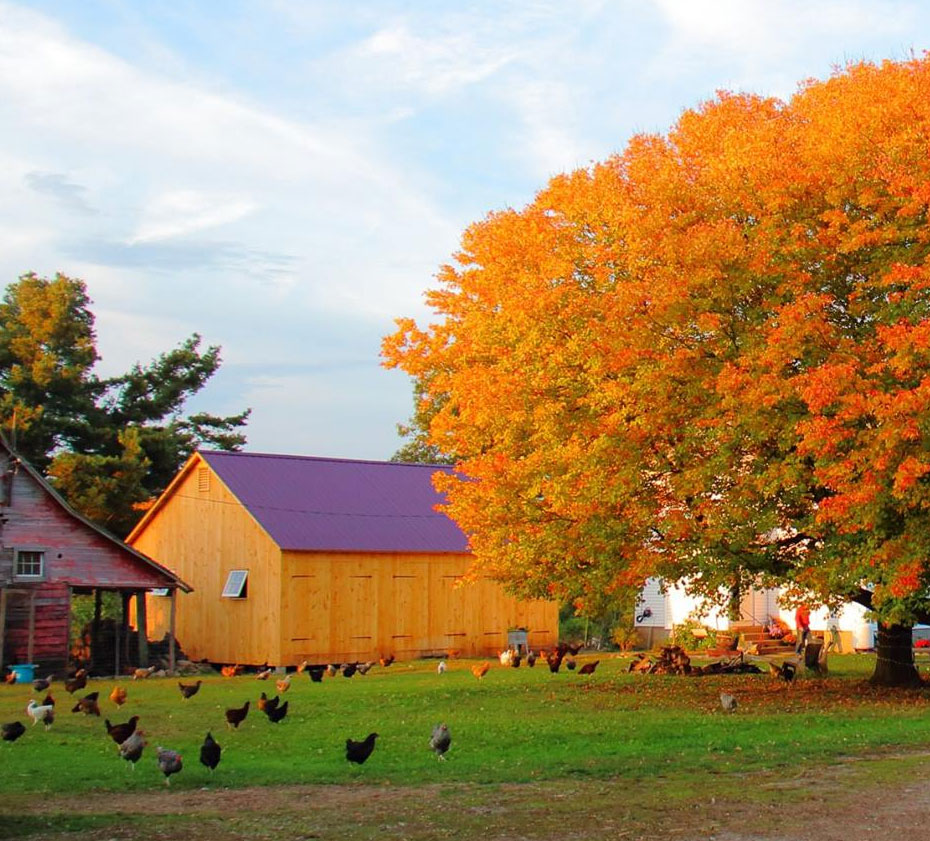 Fall On the Farm Festival at Cold Spring Farm Colchester