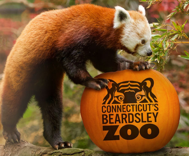 Fall into Fun Family Weekends at Connecticut's Beardsley Zoo