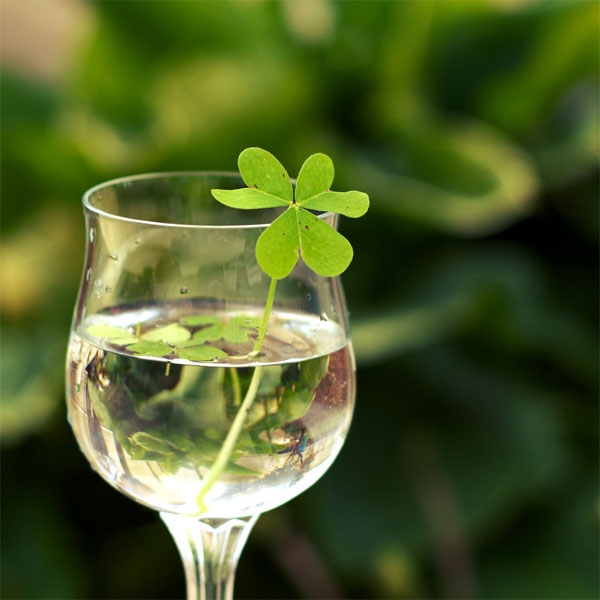St. Patrick's Day Weekend at Arrigoni Winery
