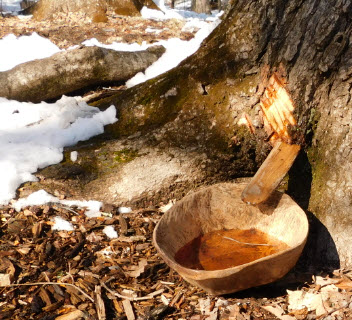 Annual Maple Sugaring Festival (The Institute for American Indian Studies)