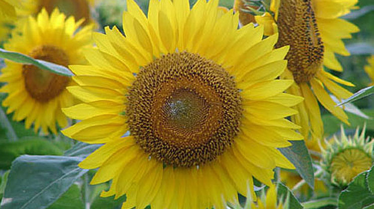 Buttonwood Farm Sunflower Festival in Griswold, Connecticut