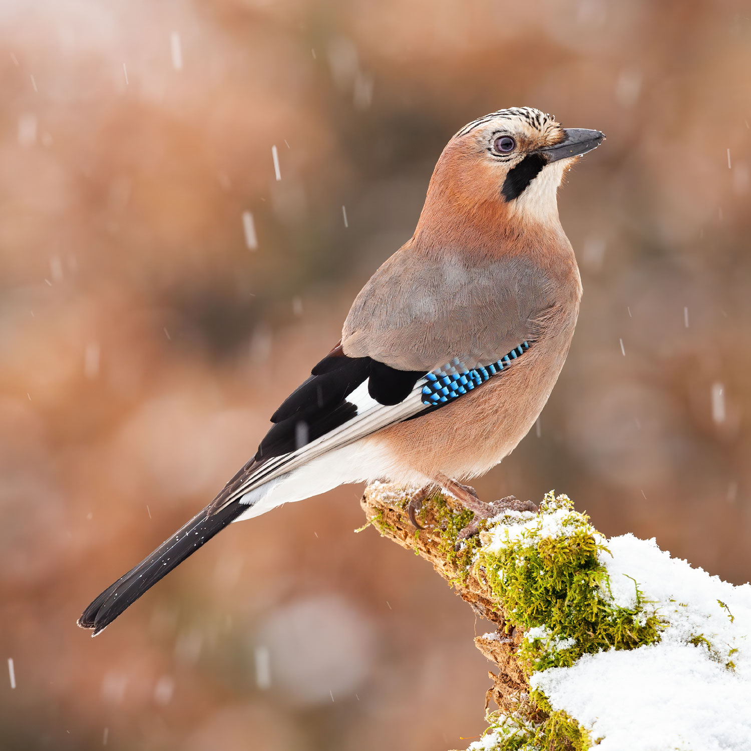 Winter Bird Walks with the CT Audubon Society