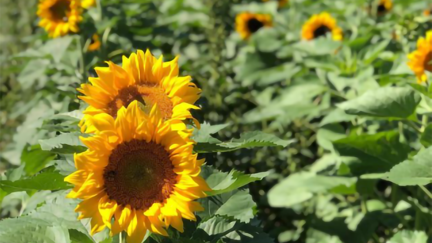 Annual Buttonwood Farm Sunflower Festival