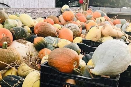 bunnell farm pumpkin patch