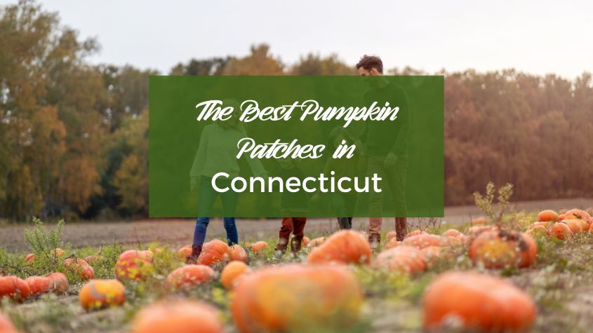 pumpkin patches in connecticut