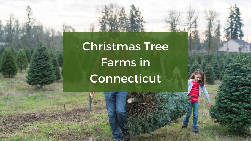 christmas tree farms in connecticut