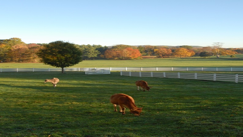 Open Day at New Pond Farm Education Center