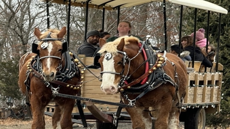 Horse Drawn Wagon Rides at Star Hill Family Farm