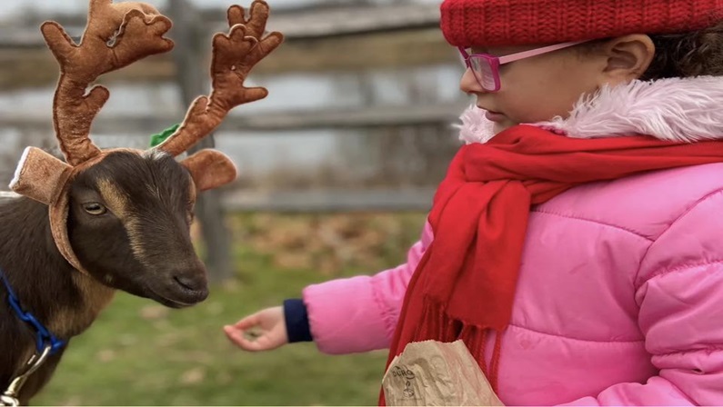 Reindeer Goat Snuggles at Lyman Orchards