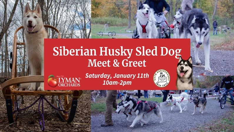 CT Valley Siberian Husky Sled Dog Meet & Greet at Lyman Orchards