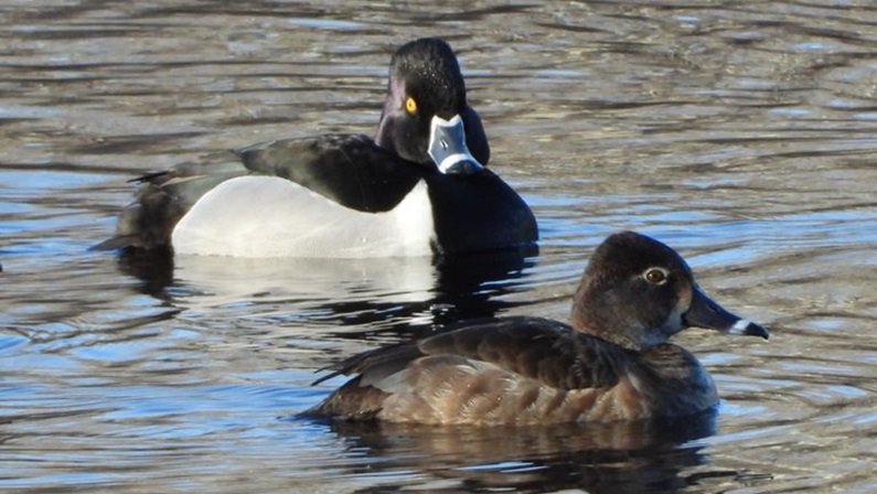 winter wildlife eagle cruises