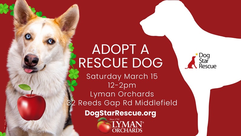 Adopt a Rescue Dog at Lyman Orchards