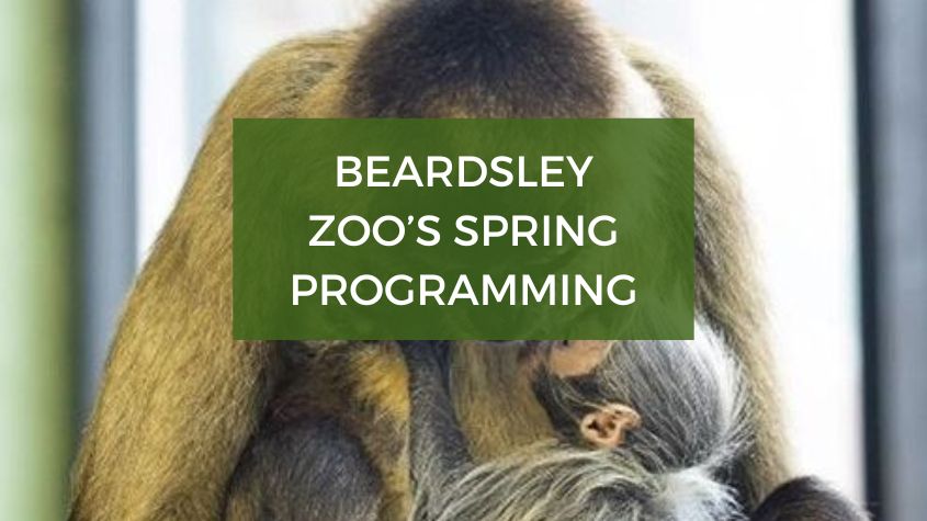 beardsley zoo spring programming