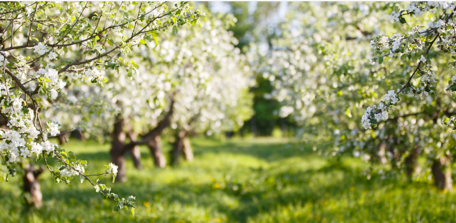 bishops orchards apple blossom festival