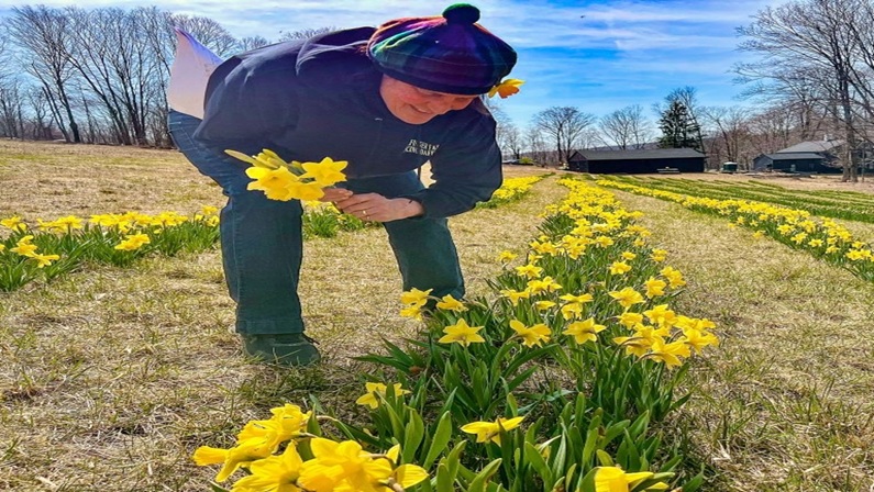 Dancing Daffodils: Pick-Your-Own Daffodils 2025 at Halfinger Farms