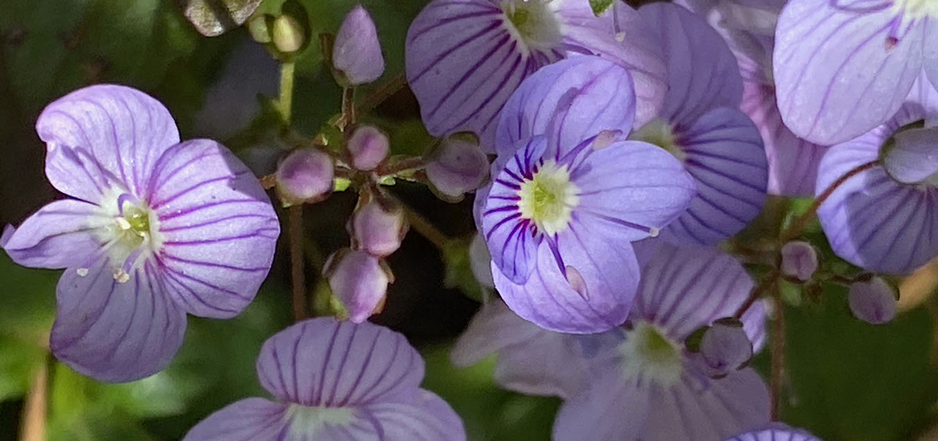 garden club of new haven