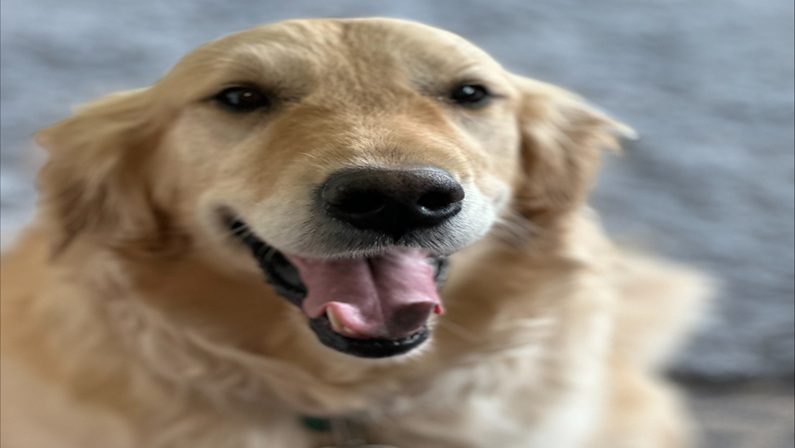 Therapy Dog Cuddle Time at Lyman Orchards