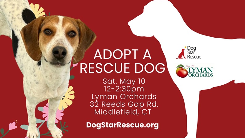Adopt a Rescue Dog at Lyman Orchards