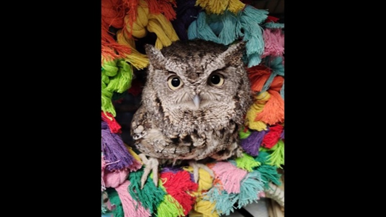 Owls Among Us at Pardee-Morris House