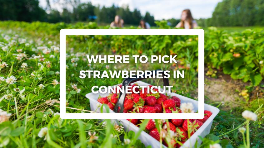 pick strawberries in connecticut