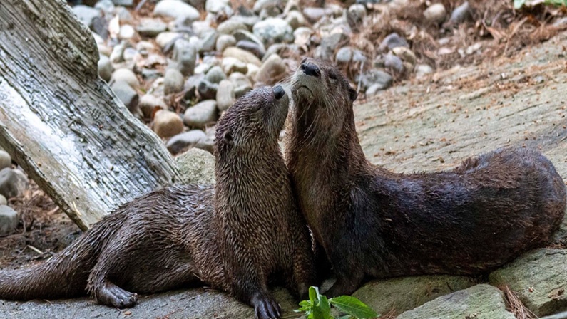 World Otter Day at Connecticut’s Beardsley Zoo