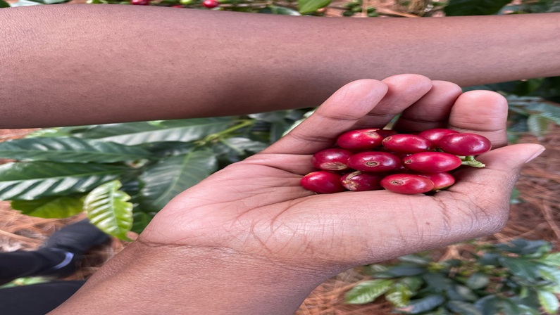 Ground Rules: Ovelle Coffee at Connecticut Museum of Culture and History