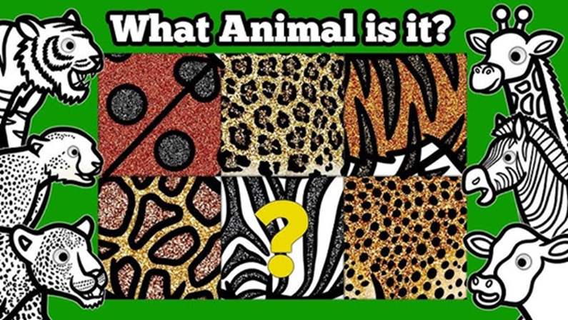Zoo Tots: All About Animal Patterns at Bridgeport Zoo