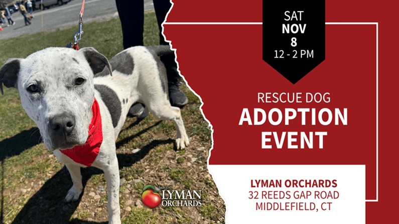Adopt a Rescue Dog at Lyman Orchards