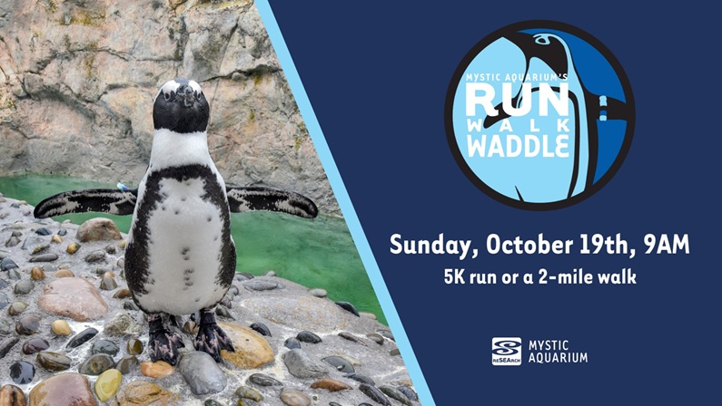 Penguin Run/Walk 5K at Mystic Aquarium