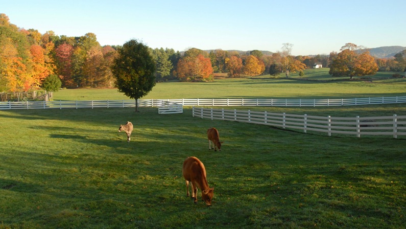 Open Day at New Pond Farm Education Center