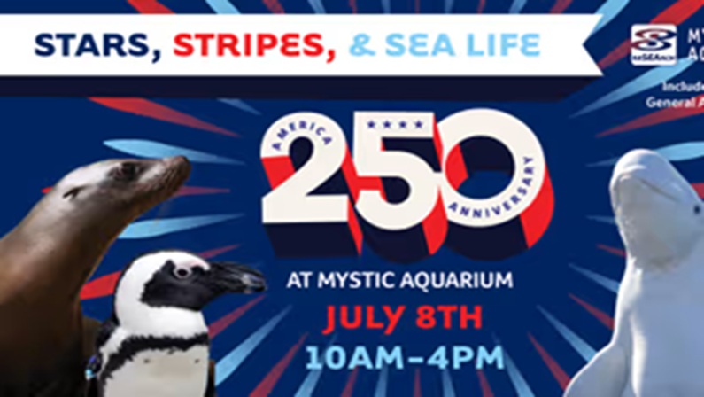 Stars, Stripes, & Sea Life at Mystic Aquarium