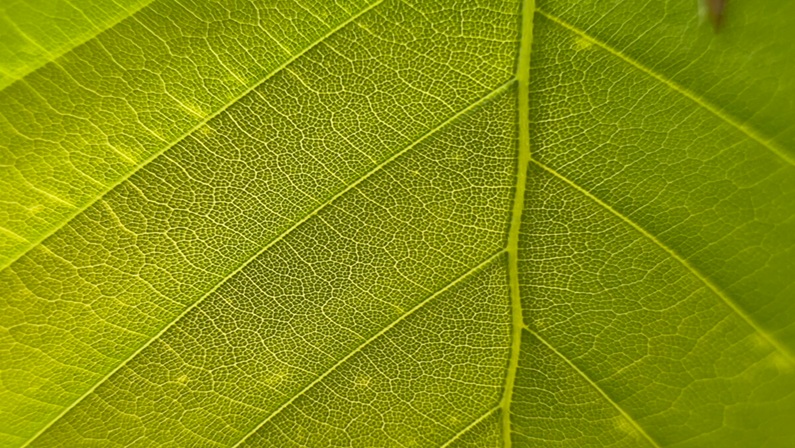 Woodland Academy: Forest Diseases Facing Connecticut’s Woodlands at Great Mountain Forest