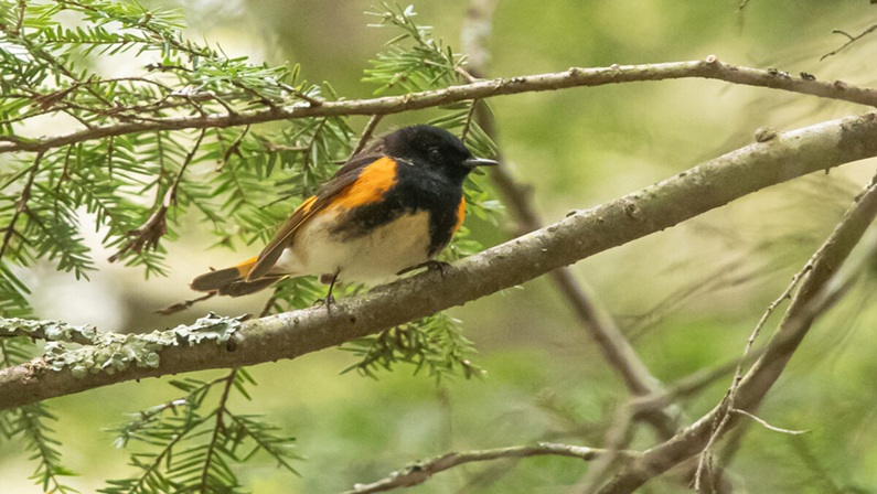 Woodland Academy: Forest Management for Wildlife at Great Mountain Forest