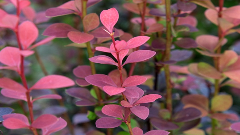 Woodland Academy: Invasive Plant Species in Connecticut: Identification, Ecology, and Management at Great Mountain Forest