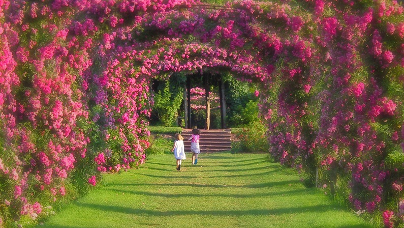 Open Days: Hartford County Garden Tour at Multiple Locations