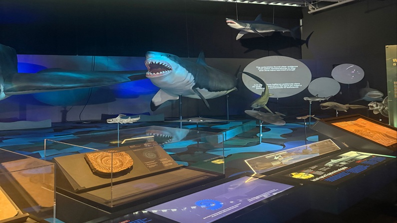 Shark Week at Connecticut Science Center
