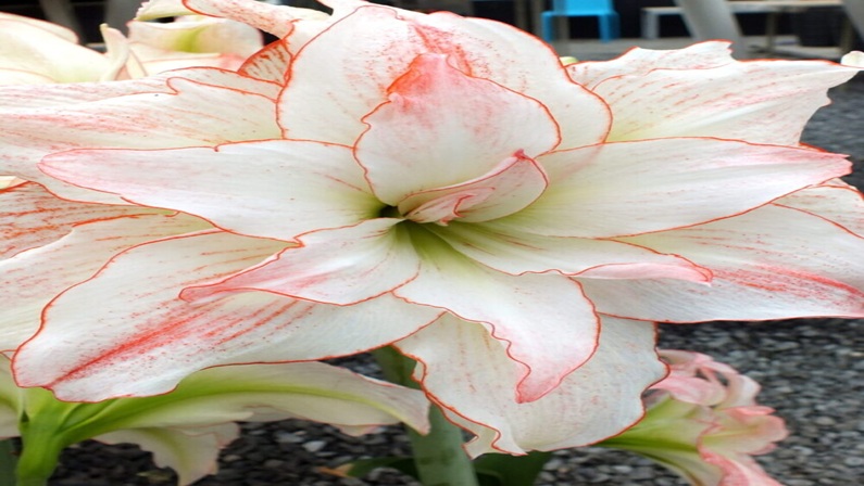 Annual Flower Bulb Sale at Florence Griswold Museum