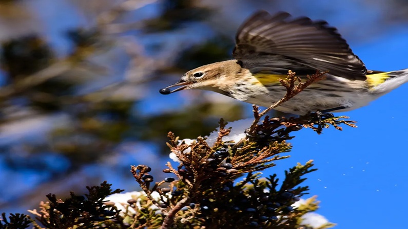 Birding at the Bruce Museum with Greenwich Audubon