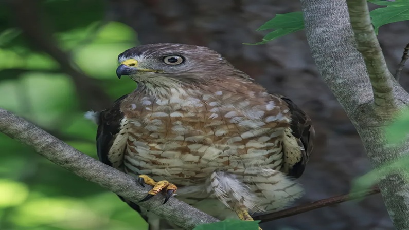 Birding at the Bruce Museum with Greenwich Audubon