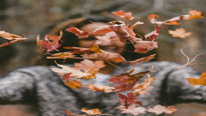 Bruce Beginnings: All the Leaves are Falling Down at Bruce Museum